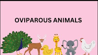 Oviparous Animals  Educational Video [upl. by Aidnyl480]