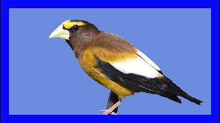 Evening Grosbeak Singing Grosbeak Calling  Pepitero Norteño Canto  Coccothraustes Vespertinus [upl. by Imerej]