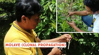 Clonal Propagation of Vitex parviflora Molave [upl. by Beller]