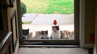 With Each Passing Day More and More Stray Kittens Showed Up On the Doorstep [upl. by Arak]