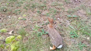 Releasing Wild Cottontail Bunnies Back To The Wild [upl. by Gazo]