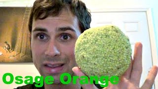 How to eat an Osage Orange  Weird Fruit Explorer Ep 119 [upl. by Vera327]