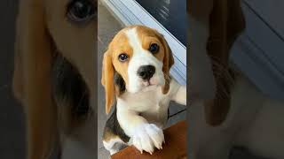 Beautiful Beagles BEAGLE puppy DUOGY [upl. by Anastos941]