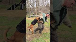 💪ATTACKING A CRIMINATOR🎯STRAZHODESSA Training police dog Ukraine 2024 [upl. by Einnaffit]