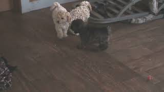 Miniature Schnoodle Puppies For Sale [upl. by Chladek]