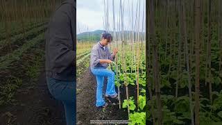 Bamboo sticks are an effective support for climbing plants [upl. by Atis]