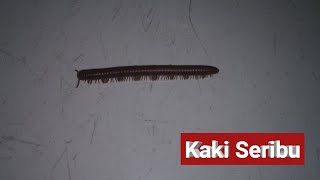 Munculnya Kaki Seribu  Millipede  Luwing [upl. by Sileas]