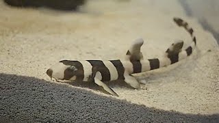 Wild About The Zoo  Episode 5 Brownbanded Bamboo Shark [upl. by Ahon]