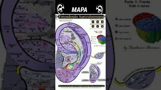 👂 Mapa de Auriculoterapia  Entendendo Auriculoterapia [upl. by Tollmann]