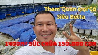 Tham quan Trại cá Betta Rộng 1400m² Của Siêu Betta sức chứa 150000 con cá betta lớn nhỏ [upl. by Philana]