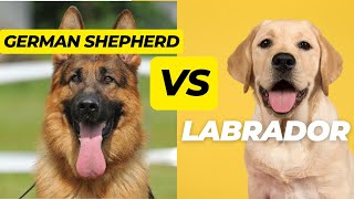 German Shepherd vs Labrador Which Makes the Better Family Dog [upl. by Thirion134]