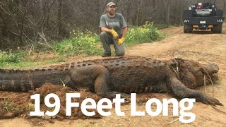 Largest Alligator Shot in Louisiana [upl. by Roderigo924]