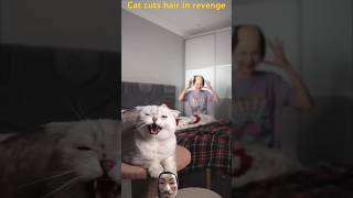 Cat cuts hair in revenge 😂cats cat animals shorts [upl. by Eendyc]