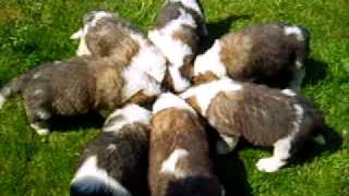 St Bernard Puppies [upl. by Adnirual]