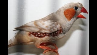 zebra finch singing  beautiful [upl. by Kecaj501]