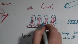 AQA GCSE Biology Chapter 3  Small intestine and villi [upl. by Kiele845]