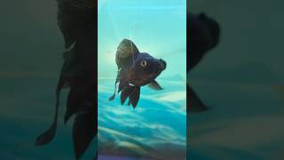 Funny goldfish swimming back and forth fish trendingvideo underwater nature [upl. by Atirahs]