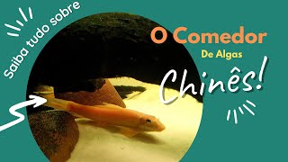 CAC  Comedor de Algas Chinês Gyrinocheilus aymonieri [upl. by Eadrahc]