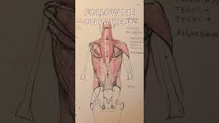 Drawing Anatomy the Gluteal Muscles Structure and Function [upl. by Wendalyn]