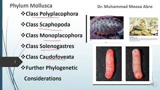 Phylum Mollusca Class Polyplacophora Class Monoplacophora Phylogenetic consideration [upl. by Koah]