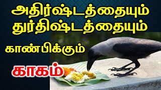 அதிர்ஷ்டத்தையும் துர்திஷ்டத்தையும் காண்பிக்கும் காகம்  astrology  T Tamil Technology [upl. by Assylem368]