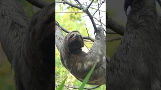 Sloth Secrets How They Survive by Moving in Slow Motion 🦥🌿 animalvideos shorts [upl. by Marshall]