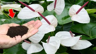 1 Cup Per Week Anthurium Grows Fast And Blooms Hundreds Of Flowers Immediately [upl. by Quiteria]