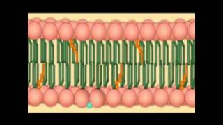 A membrana plasmatica  biologia celular [upl. by Eissak945]