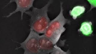 Live cell imaging Live FUCCI mouse Embryonic Stem Cells [upl. by Juakn]