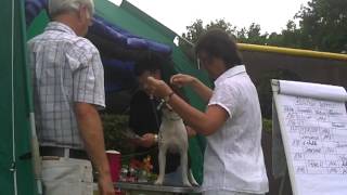 Kenny in Mittenwalde auf der Hundeausstellung im Ring [upl. by Ajiram810]