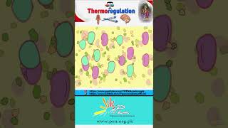 Thermoregulation I Homeostasis I Thermoregulation Explained I biology penacademy [upl. by Niessuh]