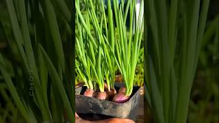 How to Grow Green Onions at Home Using Plastic Bottle plants shorts farming [upl. by Sirrom]