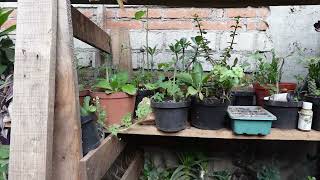 las plantas de casa vivero [upl. by Corbet]