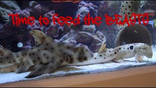 Horn Shark Epaulette shark and everything else feeding in the saltwater tank [upl. by Iemaj767]