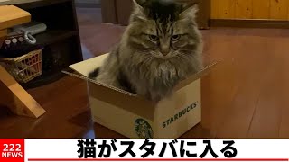 猫がスタバに入りました。 [upl. by Noed]