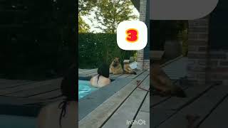 World dangerous dog breeds funny trending ytshorts [upl. by Corney727]