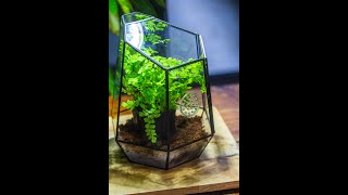 Build a Maidenhair fern snail terrarium tutorial [upl. by Nahte892]