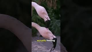 Flamingos Feeding Their Baby in a Strange Way [upl. by Murial814]