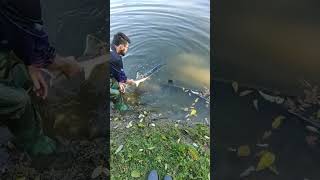 viralvideo fishing lago foryou fish peixes peixe foryourpage fy fyp viralvideo youtube [upl. by Boeschen]