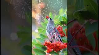 Cedar waxwing Juvenile with Nikon D500 [upl. by Nuahs]