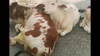 Cow is chewing now calf is sleeping now [upl. by Seel]