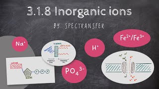 EASY REVISION AQA Alevel Biology 318 Inorganic ions [upl. by Naeerb842]