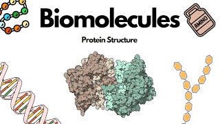 Biomolecules  Structural Development of Proteins  Biology  Simple Explanation  Knowledge Tavern [upl. by Yerfoeg264]