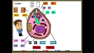 Paludismo Malaria PLASMODIUM FALCIPARUM [upl. by Allistir]