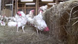 Rescued Hens from Egg Farm Free For First Time [upl. by Annasor]