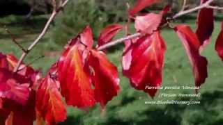 Parrotia persica Vanessa Persian Ironwood [upl. by Aihsemat]