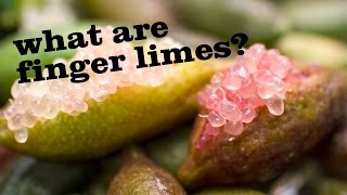 What are finger limes [upl. by Kcitrap]