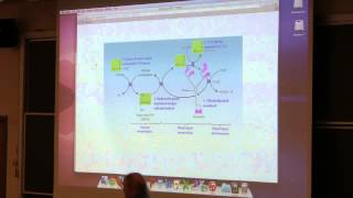 Aherns BB 350 at OSU  29 Citric Acid Cycle [upl. by Upton409]