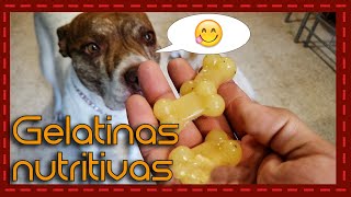 ¡Deliciosas y saludables Recetas de gelatinas nutritivas para consentir a tu perro [upl. by Penrose]