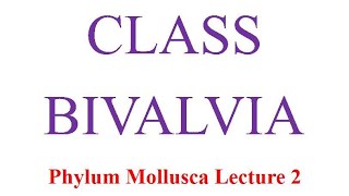 Class Bivalvia [upl. by Marielle]